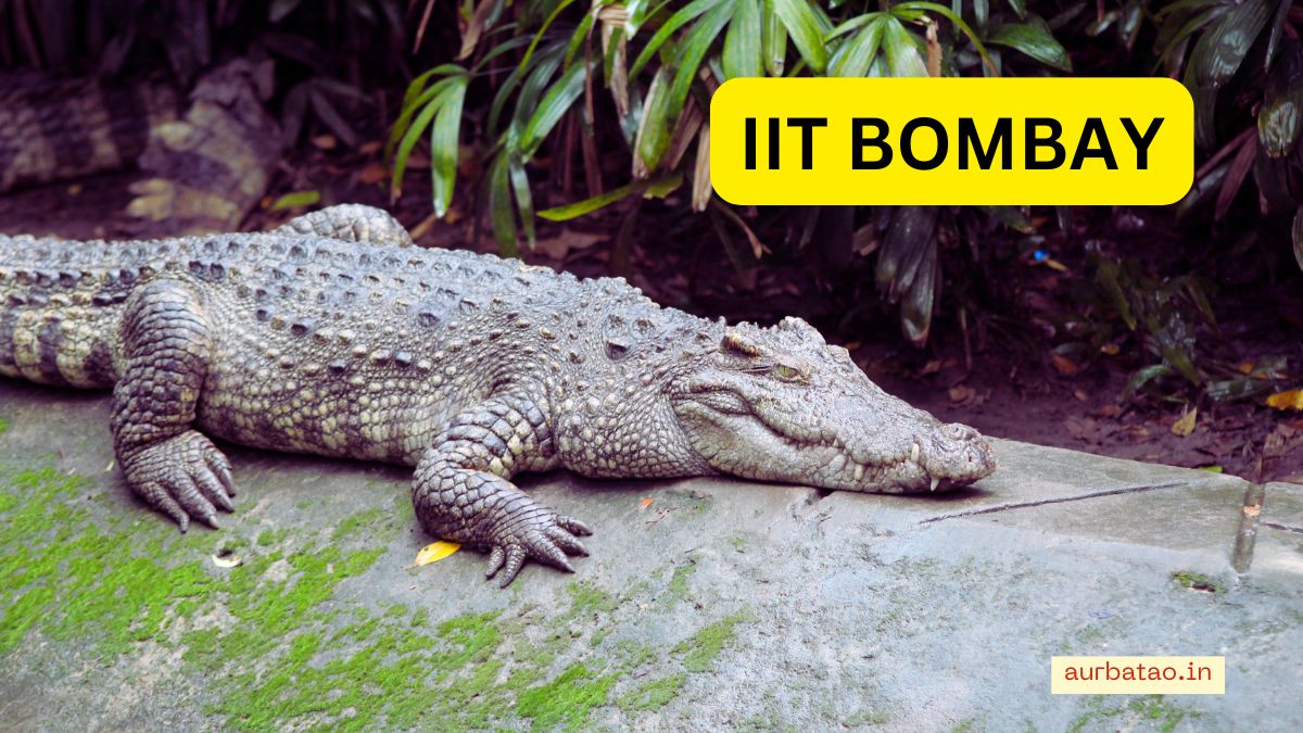 iit bomaby crocodile